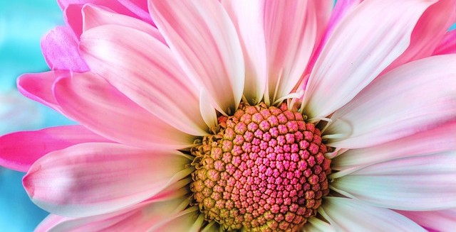 Blomma