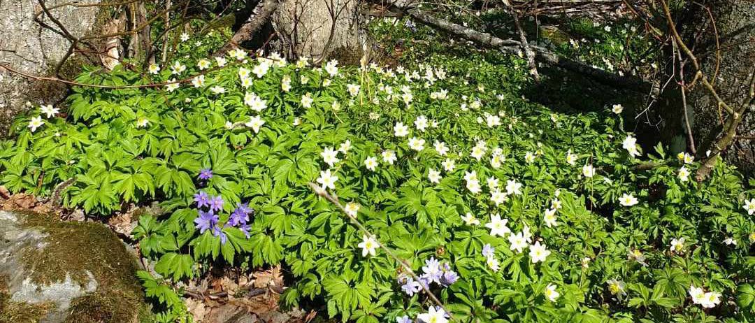 Vitsippor i en skogskant