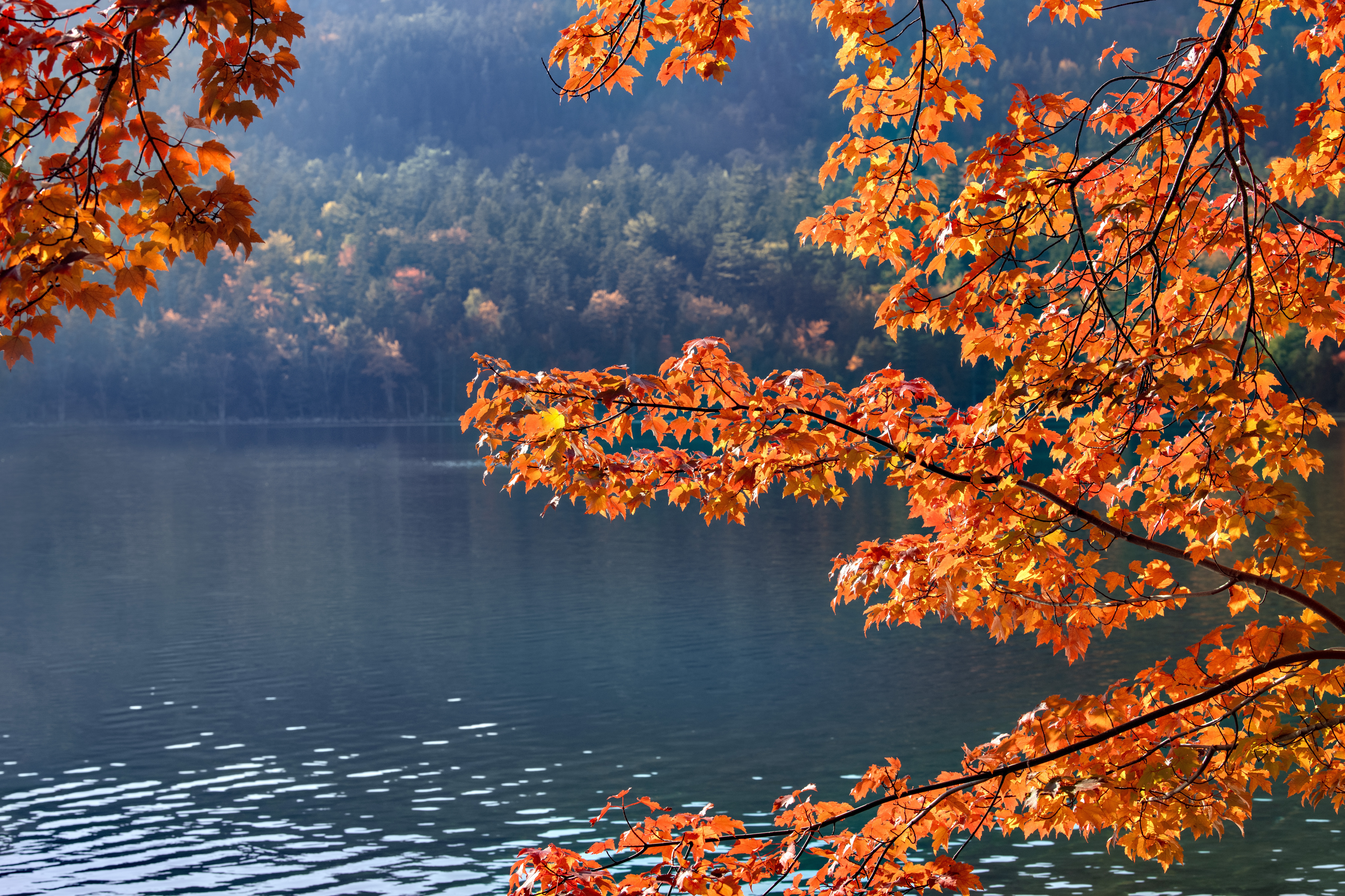 I förgrunden ett lönnträd med höstfärgade löv, utsikt över en sjö med skog på andra sidan